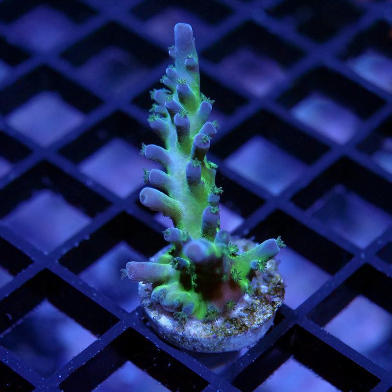 Acropora sp. 'Frogskin'