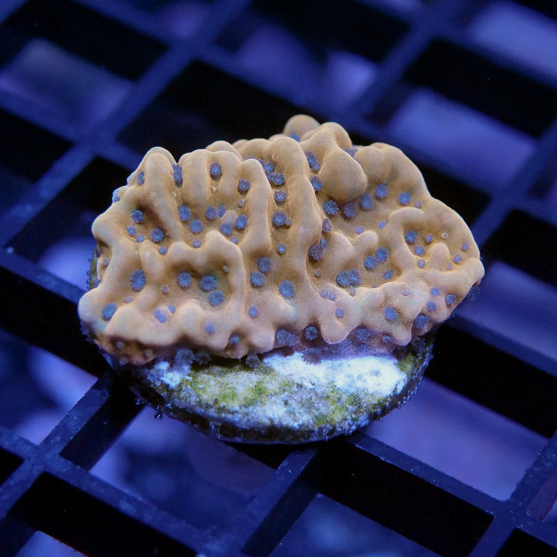 Montipora sp. 'Kung Pao'