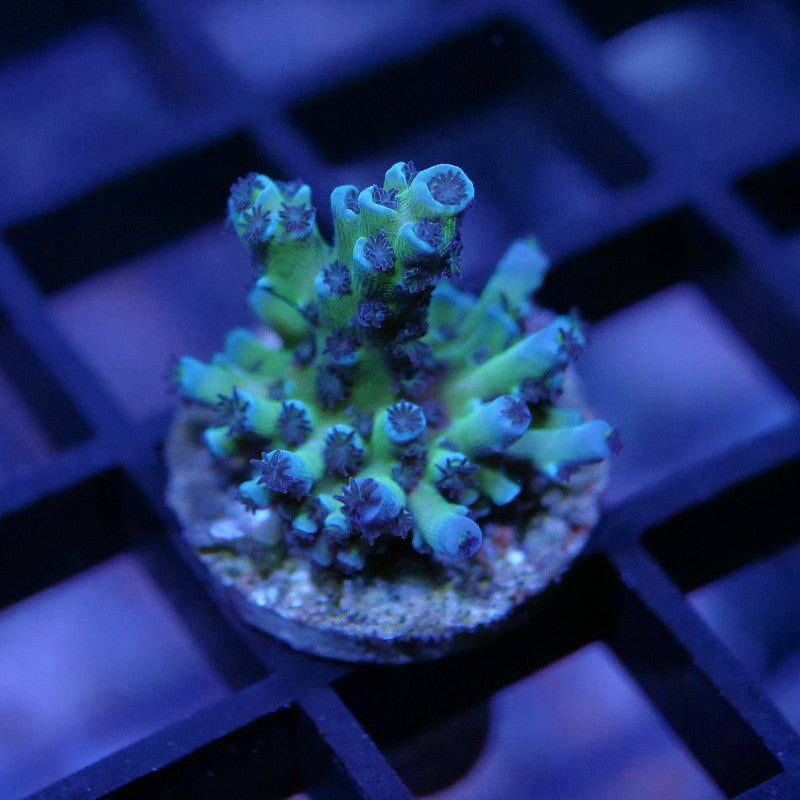 Acropora sp. 'Lagoon'