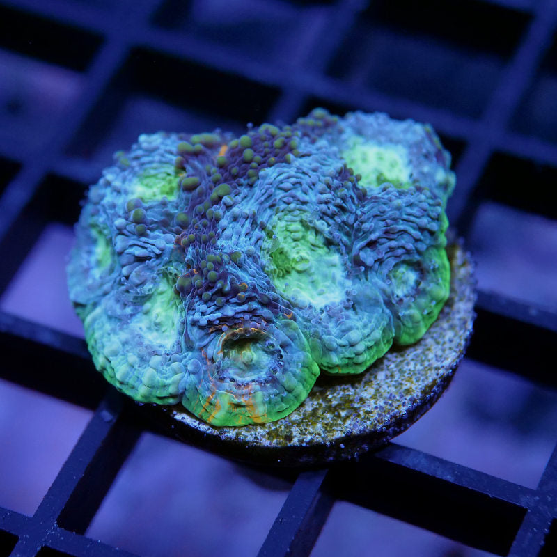 Acanthastrea echinata 'Splatter'