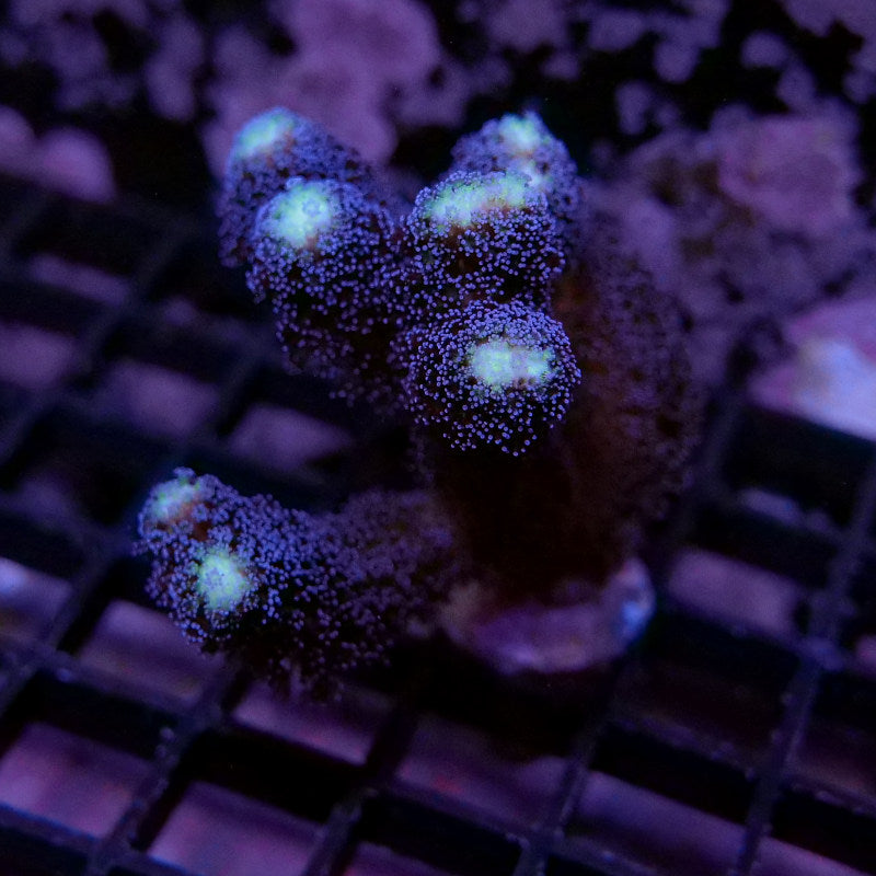 Stylophora pistillata 'Milka'