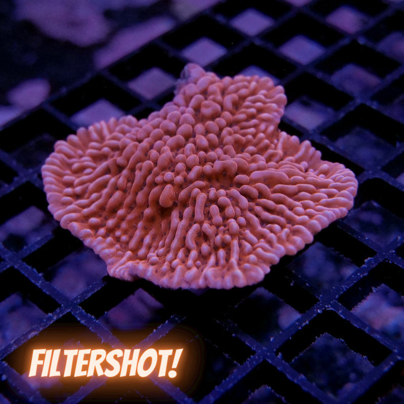 Montipora palawaensis 'Red' XL