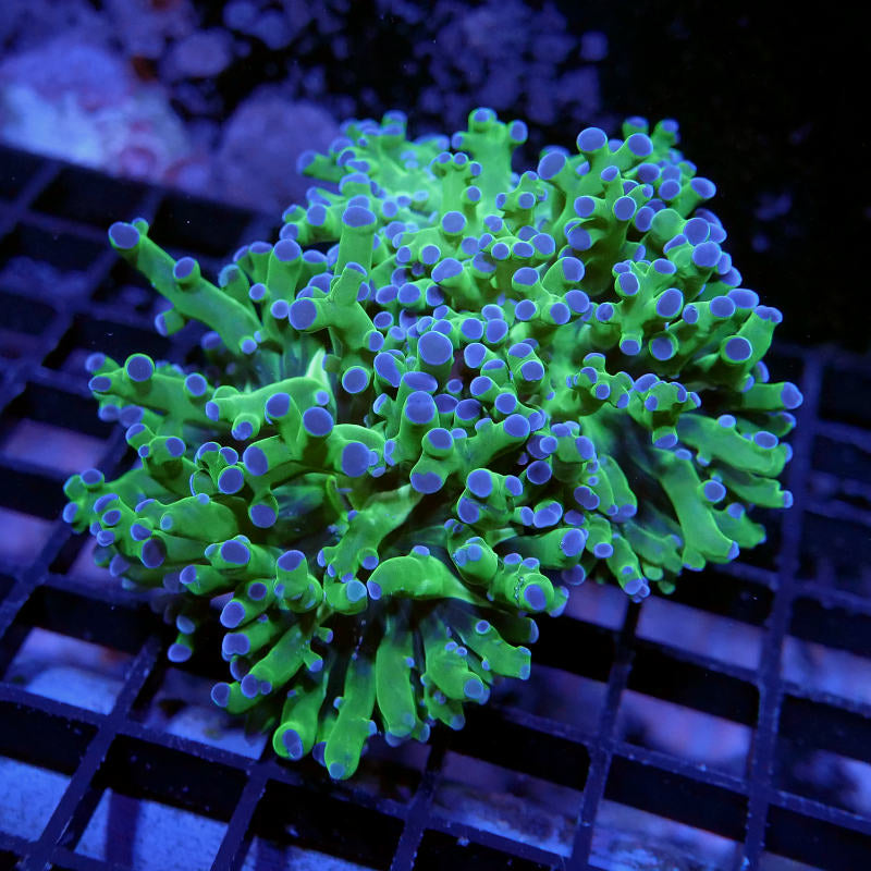 Euphyllia paradivisa 'Bicolor' XL