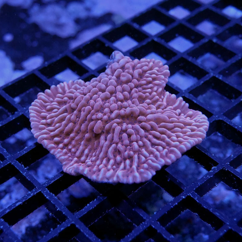 Montipora palawaensis 'Red' XL