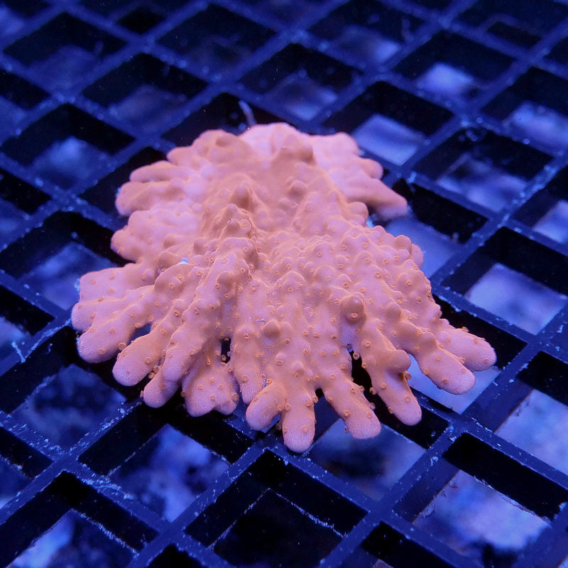 Montipora setosa 'Red' XL