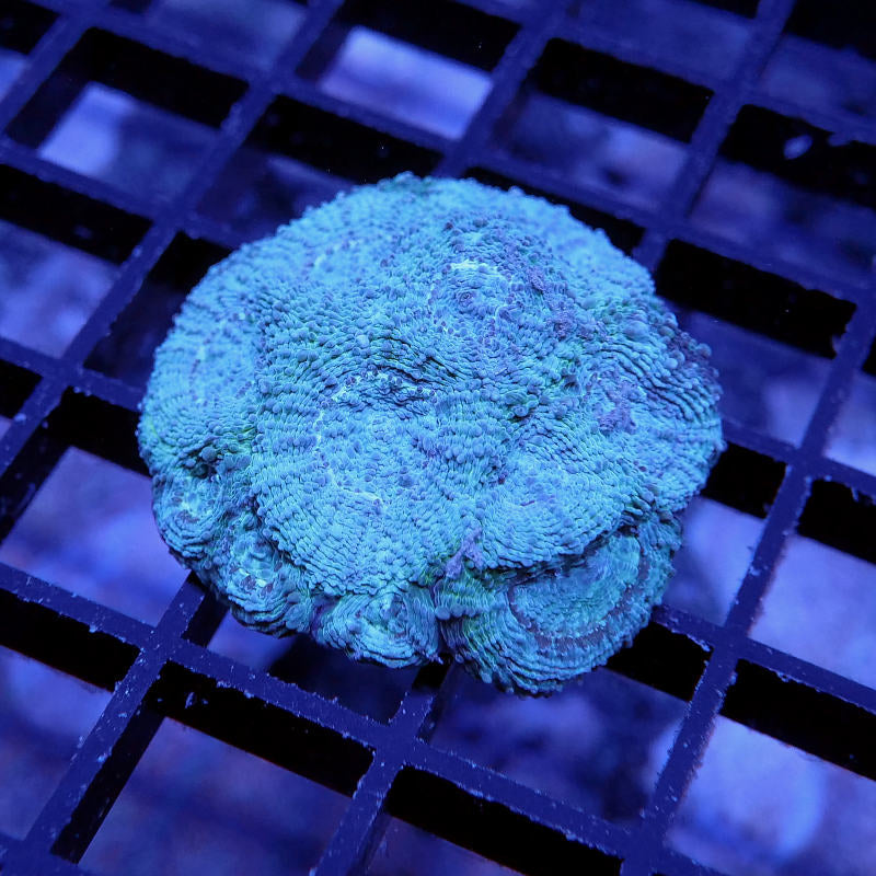 Acanthastrea echinata