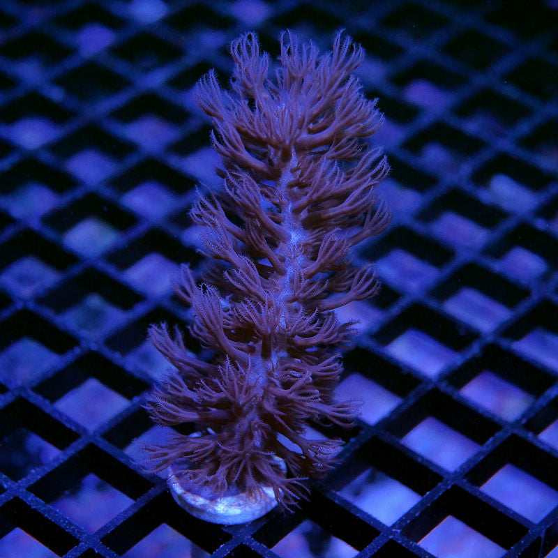 Eunicea sp.