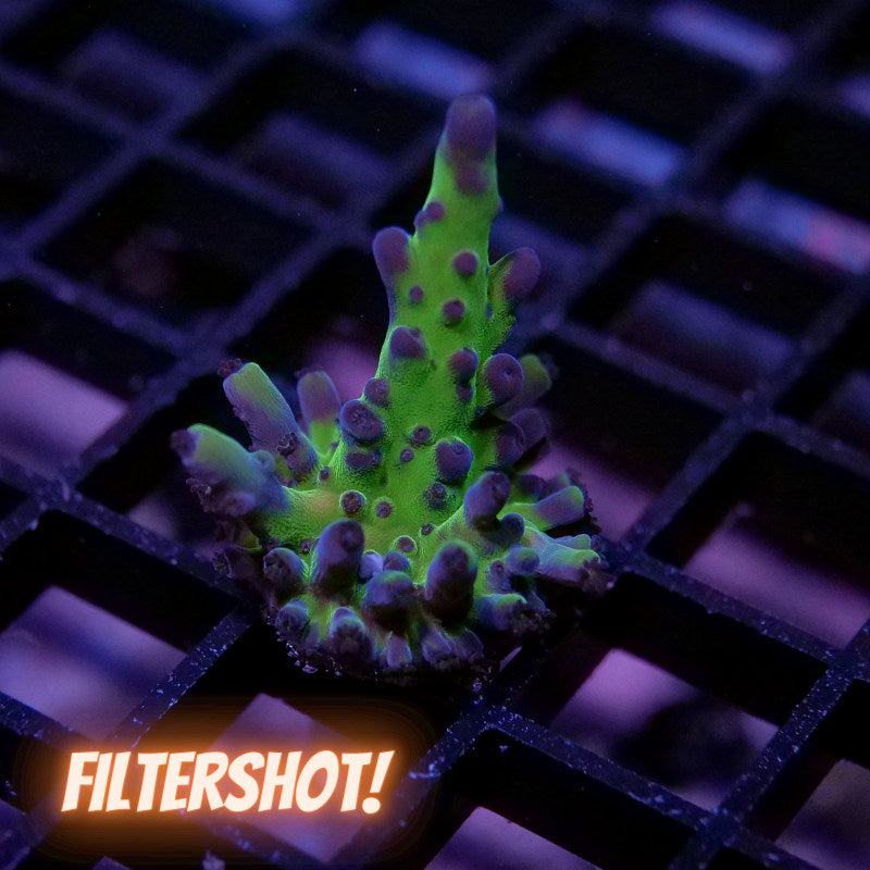 Acropora sp. 'Frogskin'