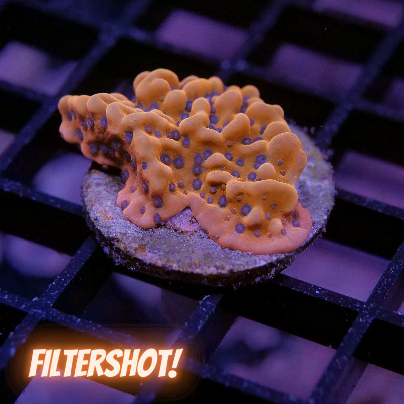 Montipora sp. 'Kung Pao'