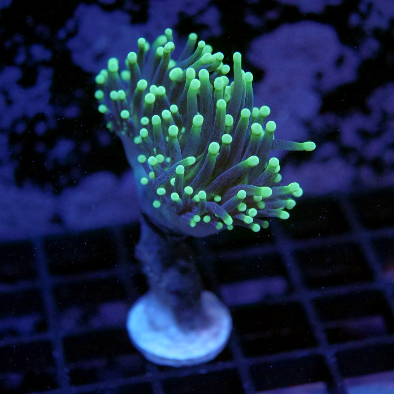 Euphyllia glabrescens 'Black Torch'