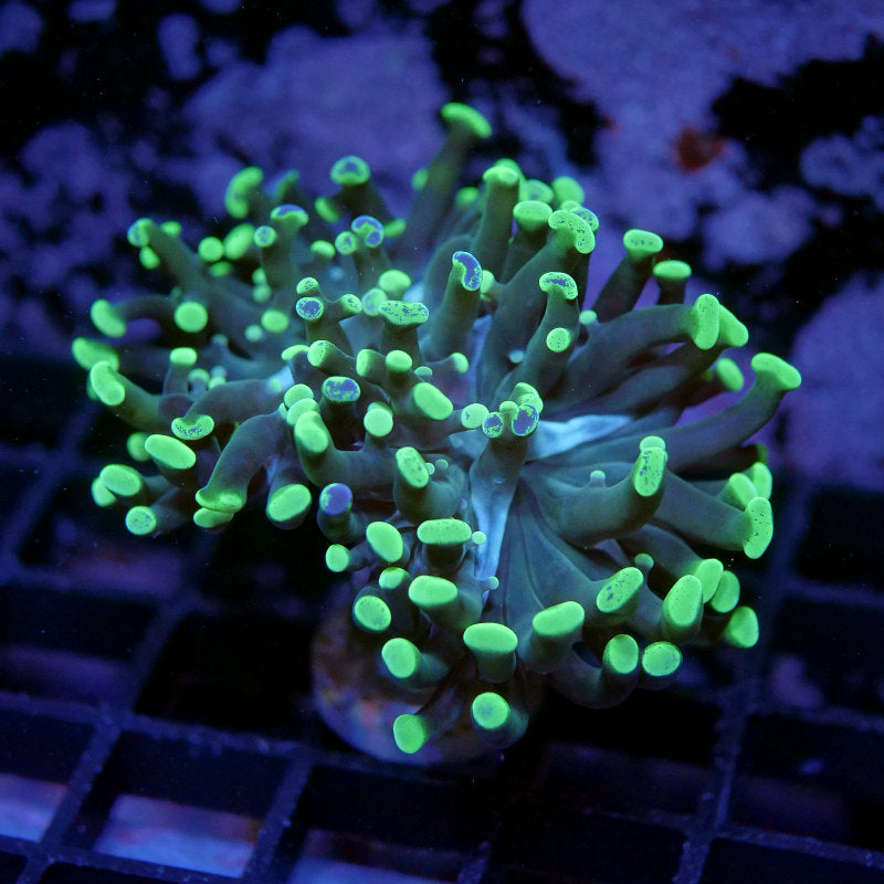 Euphyllia sp. 'Toxic Green'