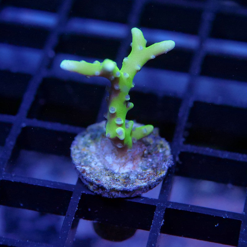 Anacropora sp. 'Green Goblin'