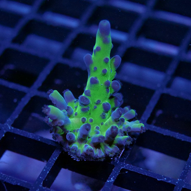 Acropora sp. 'Frogskin'