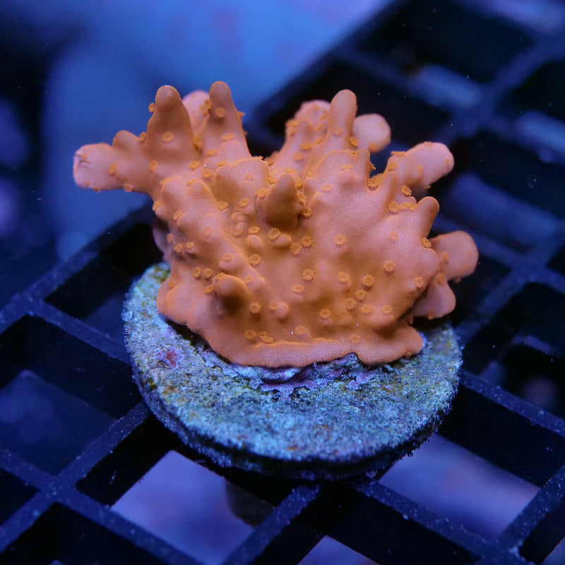 Montipora setosa 'Red'