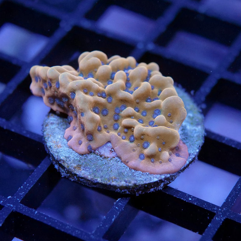 Montipora sp. 'Kung Pao'