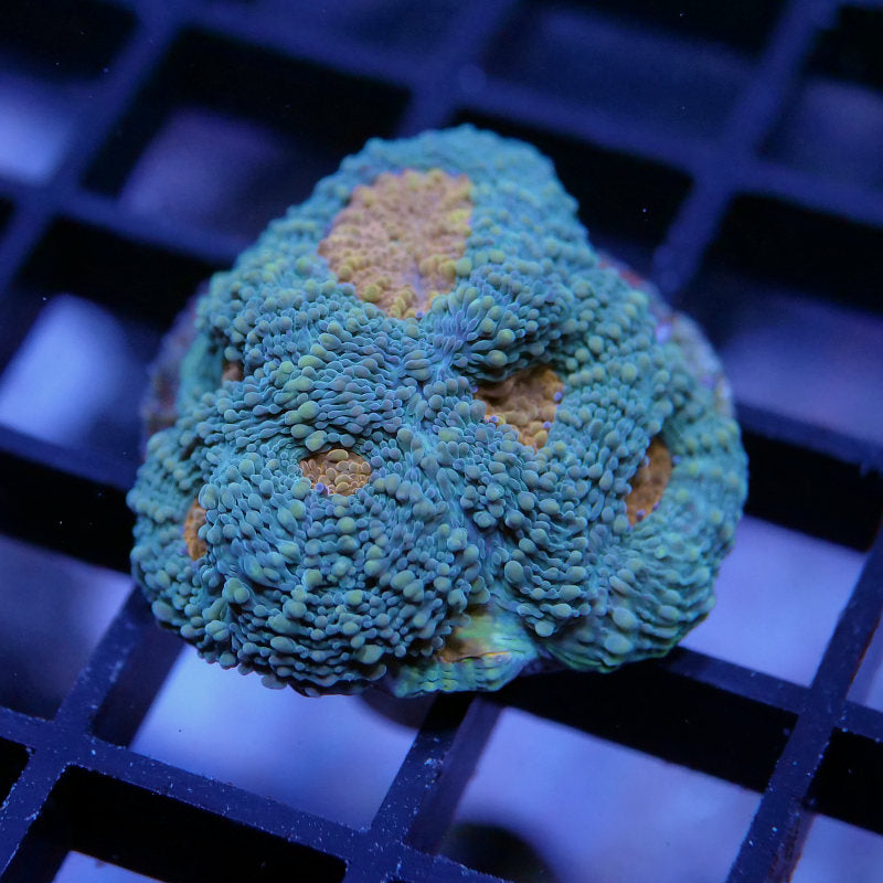 Acanthastrea echinata 'Orange Center'