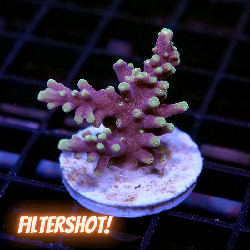 Acropora carduus 'Purple Dragon'