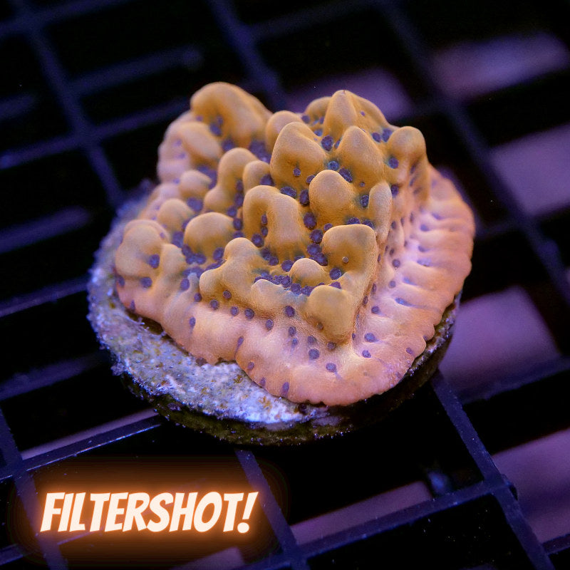 Montipora sp. 'Kung Pao'