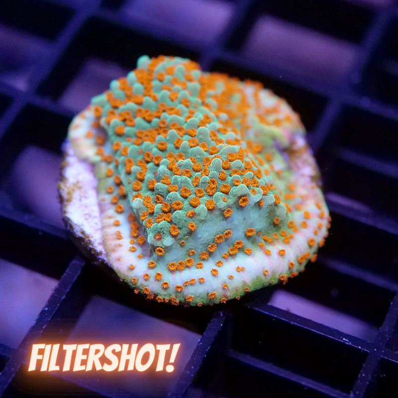 Montipora sp. 'Grinch'