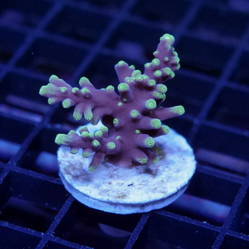 Acropora carduus 'Purple Dragon'