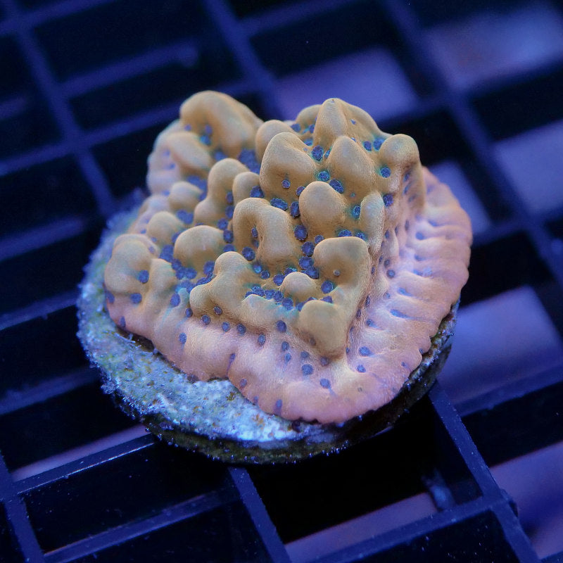 Montipora sp. 'Kung Pao'