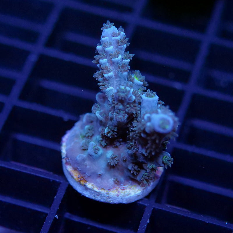 Acropora tenuis