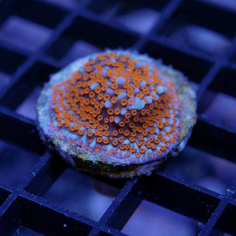 Montipora sp. 'Spiderman'