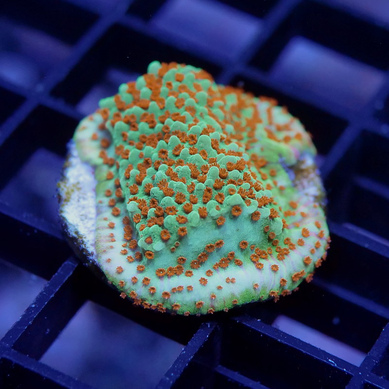 Montipora sp. 'Grinch'