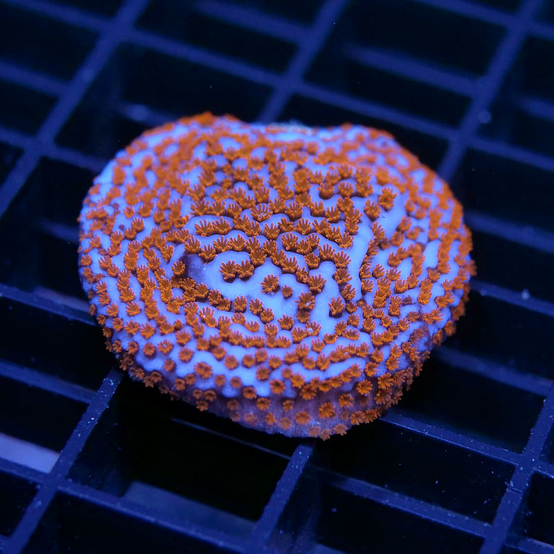 Montipora sp. 'Superman'