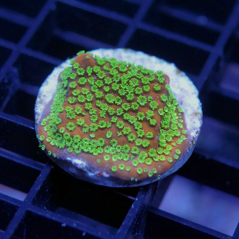 Montipora sp. 'Sunset'