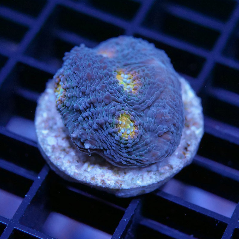 Acanthastrea echinata