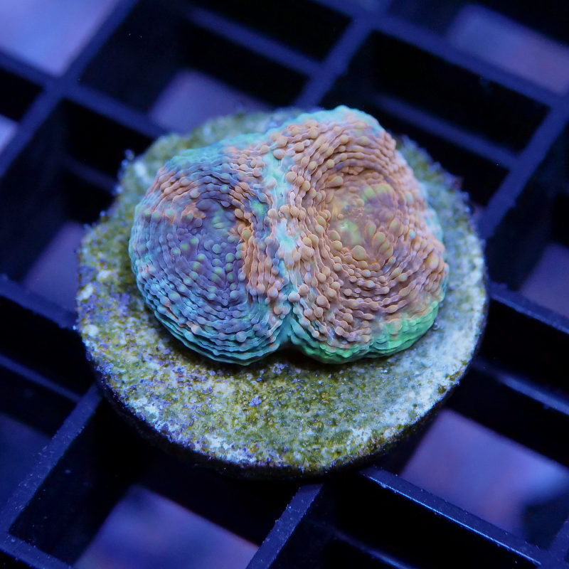 Acanthastrea echinata