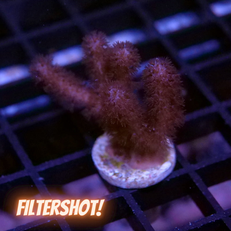 Frag Pack XL - Tank Start