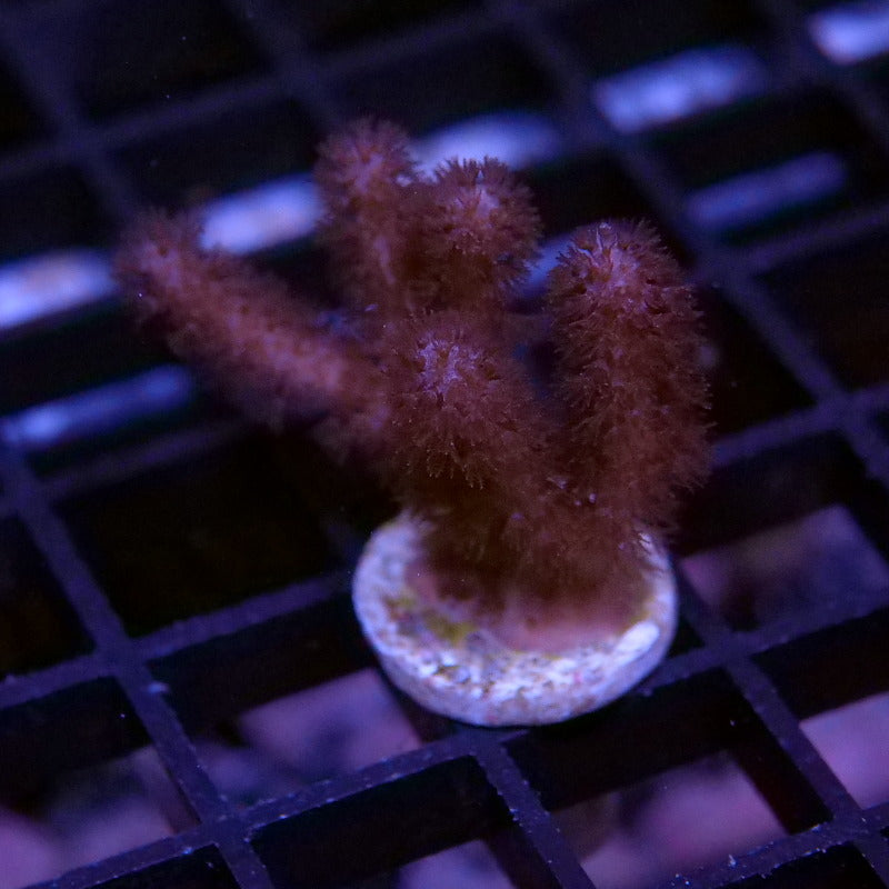 Korallenpaket XL - Erstbesatz