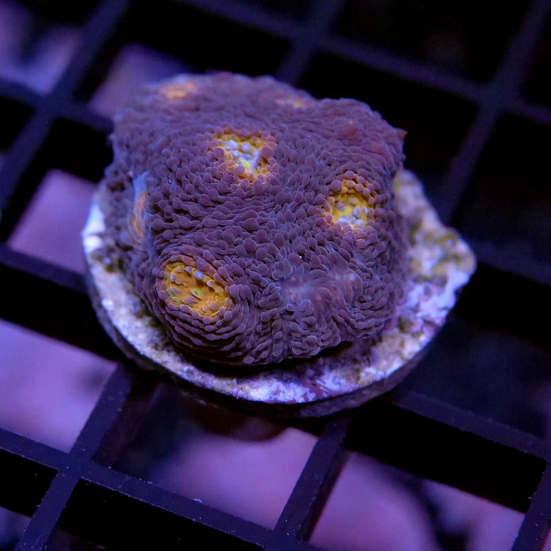 Frag Pack XL - Tank Start