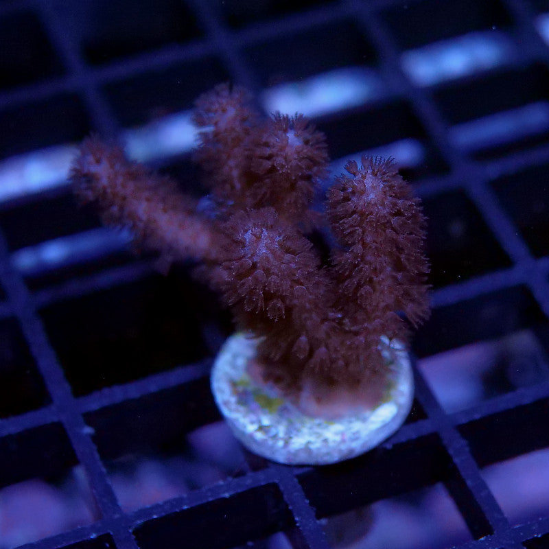 Rumphella sp.
