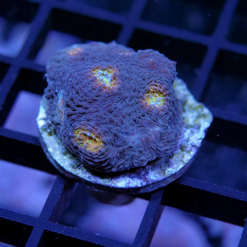 Acanthastrea echinata