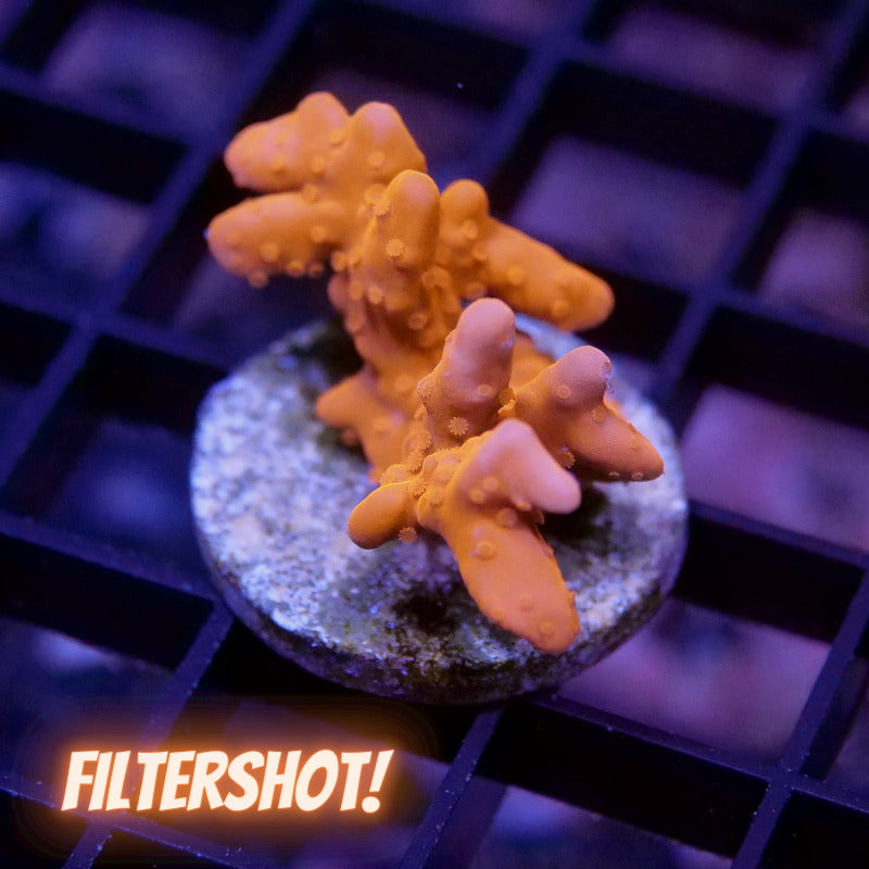 Montipora setosa 'Red'