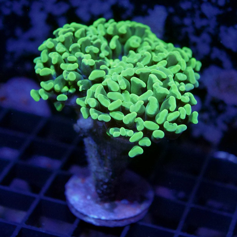 Euphyllia sp. 'Neon Tips'