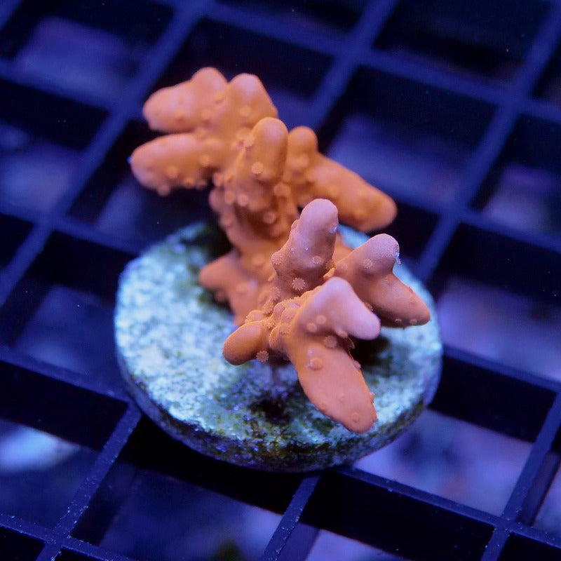 Montipora setosa 'Red'