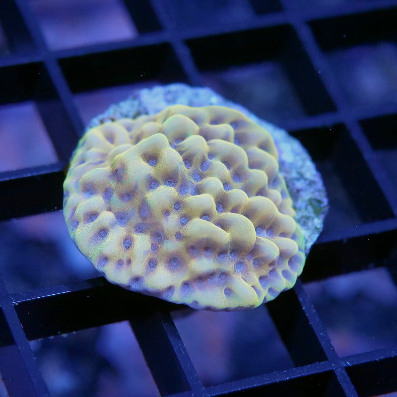 Montipora sp. 'Crazy T'