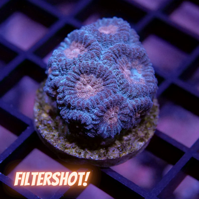 Korallenpaket 'Low Budget'