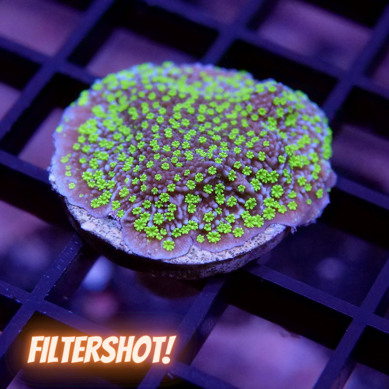 Montipora sp. 'Star Wars'