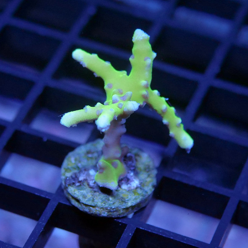 Anacropora sp. 'Green Goblin'