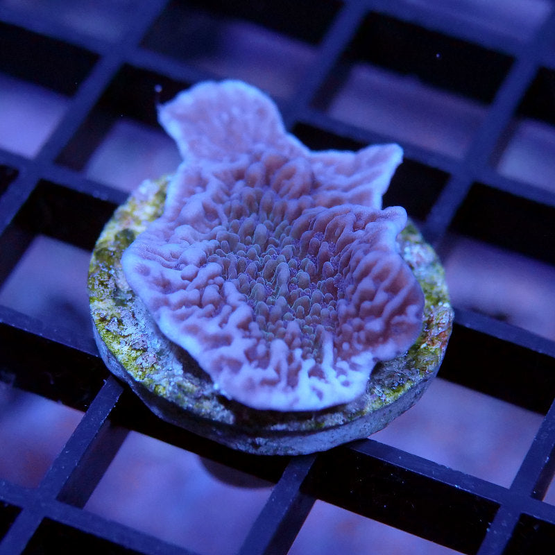 Montipora sp. 'Purple Cap'