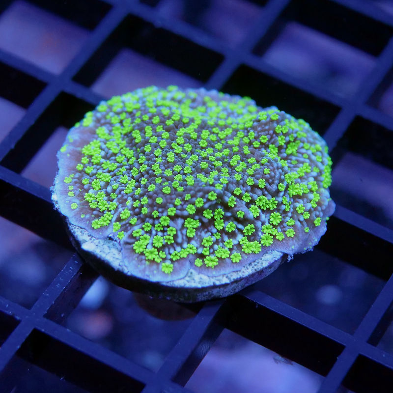 Montipora sp. 'Star Wars'