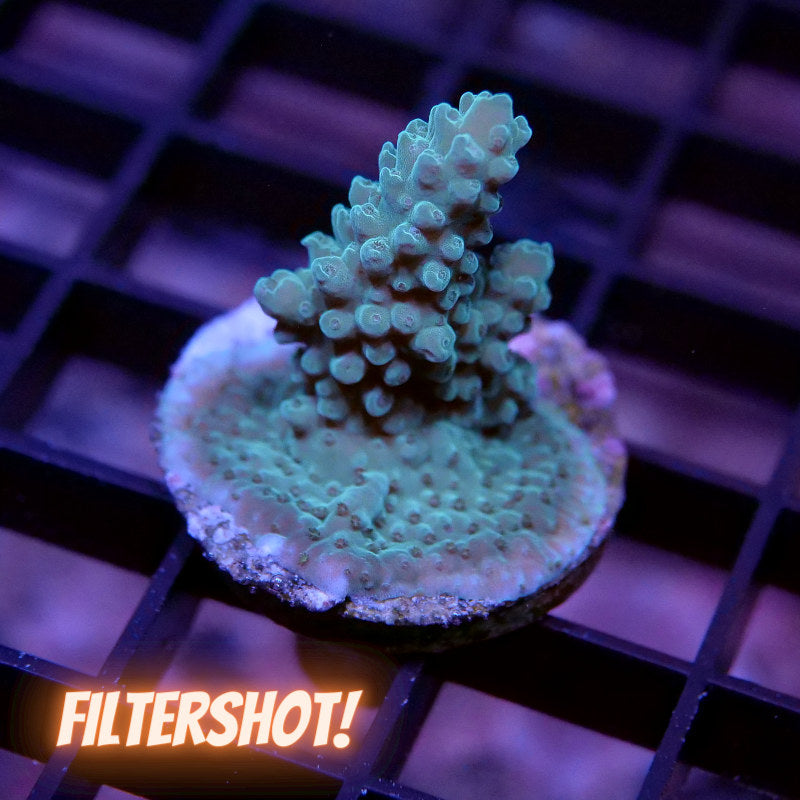 Acropora sp.