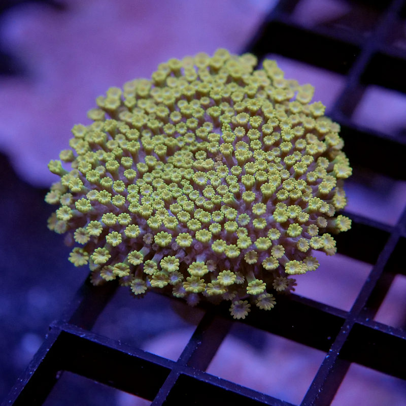 Frag Pack 'Happy Easter'