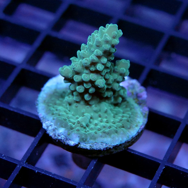 Acropora sp.