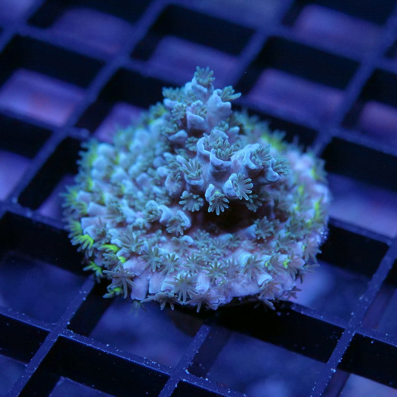 Acropora tenuis